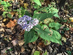 Symphyotrichum cordifolium