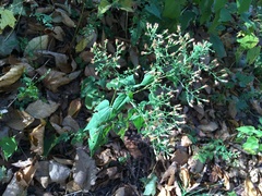 Symphyotrichum cordifolium