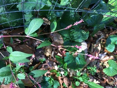Persicaria longiseta