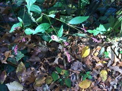 Persicaria longiseta