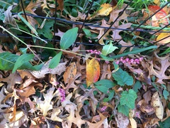 Persicaria longiseta