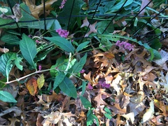 Persicaria longiseta