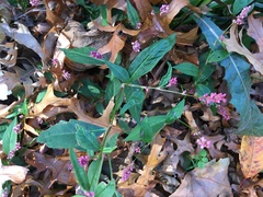 Persicaria longiseta