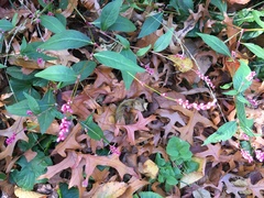 Persicaria longiseta