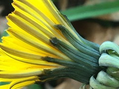 Taraxacum officinale