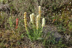 Echiostachys incanus