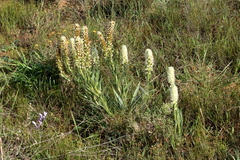 Echiostachys incanus