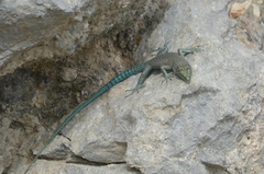 Dalmatolacerta oxycephala