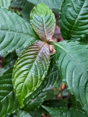 Palicourea cyanococca