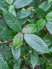 Palicourea cyanococca