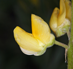 Lupinus croceus