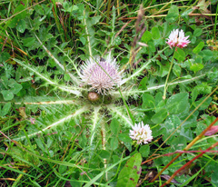 Cirsium rhizocephalum