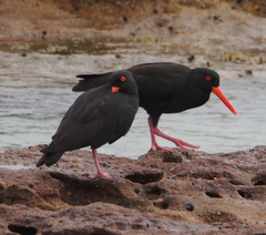Sooty Oystercatcher photo 5