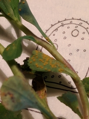 Melampsora helioscopiae