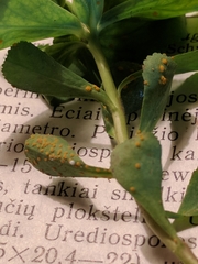 Melampsora helioscopiae