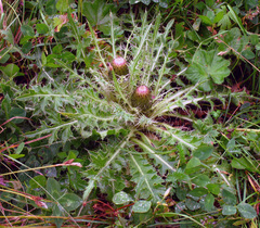 Cirsium rhizocephalum