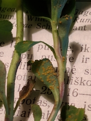 Melampsora helioscopiae