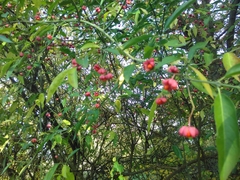 Euonymus europaeus