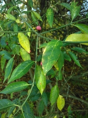 Euonymus europaeus
