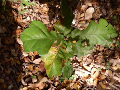 Quercus sinuata breviloba