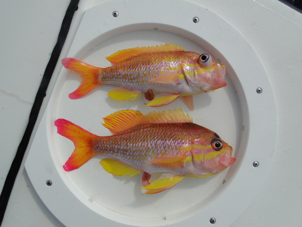 Yellowfin bass (Anthias nicholsi) — Serranidae