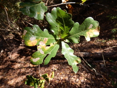 Quercus sinuata breviloba