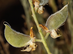 Lupinus croceus