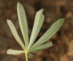 Lupinus croceus