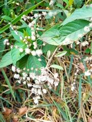 Lepidaploa canescens