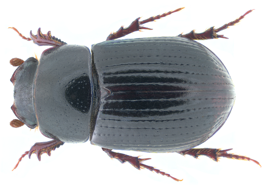 Ammoecius elevatus