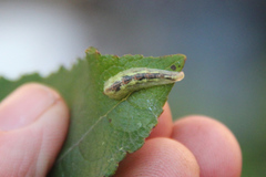 Syrphus