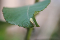 Syrphus
