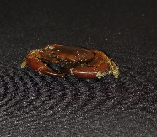 brown guard crab