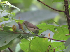 Dicaeum erythrorhynchos