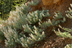 Lupinus dalesiae