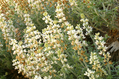Lupinus dalesiae