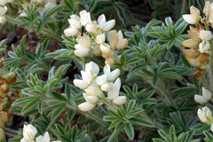 Lupinus dalesiae