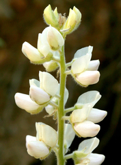 Lupinus dalesiae