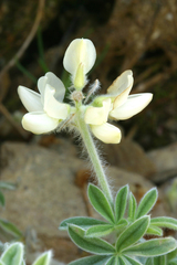 Lupinus dalesiae