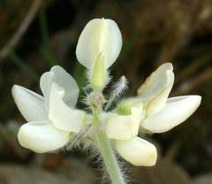 Lupinus dalesiae