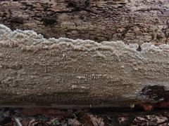 Phlebia centrifuga