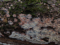 Phlebia centrifuga
