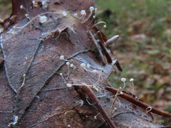 Mycena polyadelpha