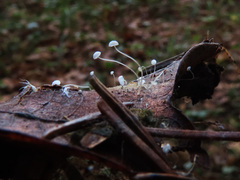 Mycena polyadelpha