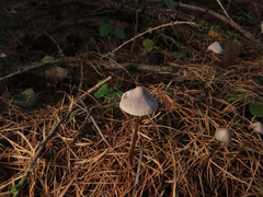 Mycena flavescens