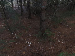 Clitocybe phyllophila