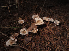 Clitocybe phyllophila