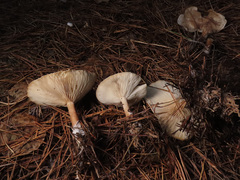 Clitocybe phyllophila