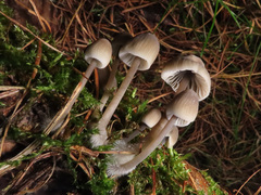 Mycena arcangeliana