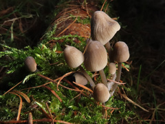 Mycena arcangeliana